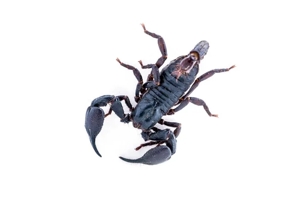 Štír na bílém pozadí. Obří les scorpion druhů v tropických a subtropických oblastí v Asii. — Stock fotografie