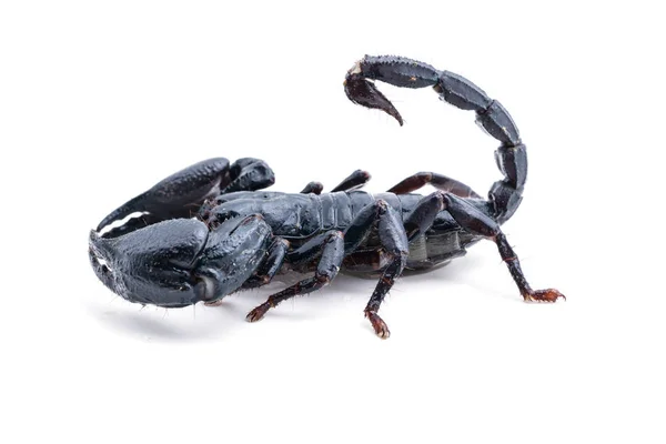 Scorpion på vit bakgrund. Gigantisk skog scorpion arter i tropiska och subtropiska områden i Asien. — Stockfoto