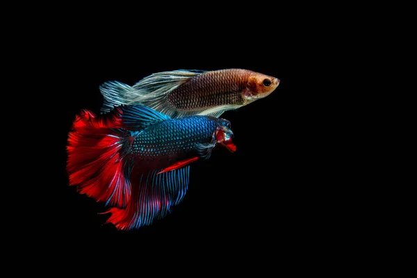 Fighting of two fish on black background. siamese fighting fish — Stock Photo, Image