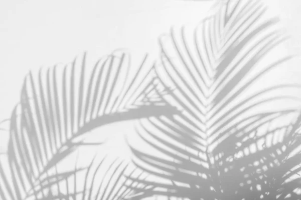 Abstraktní pozadí stínu palmy listy na zeď. — Stock fotografie
