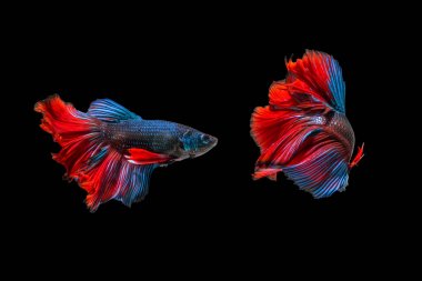 siyah arka plan üzerine izole iki balık mücadele. Siyam mücadele balık