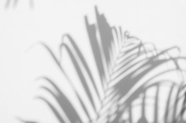 duvarda arka plan gölge hurma yaprakları.