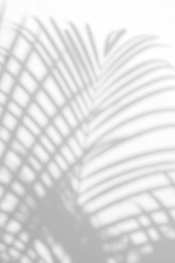 duvarda arka plan gölge hurma yaprakları. 