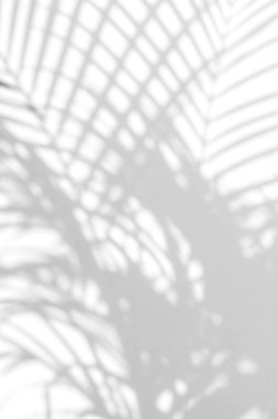 duvarda arka plan gölge hurma yaprakları. 