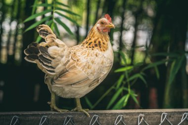 tavuk, güzel renkli tavuk portresi
