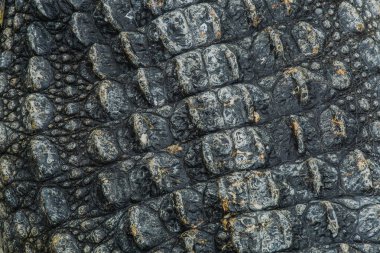 Timsah derisi dokusu arkaplanı