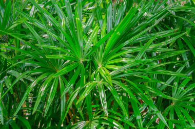 yaprak yeşil arka plan Bayan palm veya bambu palmiye yaprağı (Rhapis exclesa, Plamae)