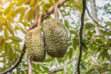 Bahçedeki ağaç üzerinde ham taze durian.