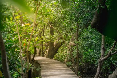 Mangrov orman ormanda Bridge'de ile ahşap zemin.