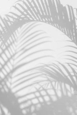 Beyaz duvardaki gölge palmiye yapraklarının soyut arkaplanı. 