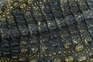 Timsah derisi dokusu arkaplanı.