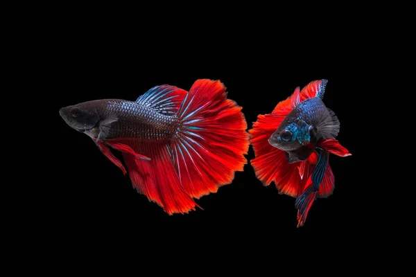 Καταπολέμηση των δύο ψάρια που απομονώνονται σε μαύρο φόντο. Siamese μάχη ψάρι — Φωτογραφία Αρχείου