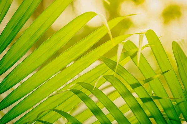 背景绿色棕榈叶 — 图库照片