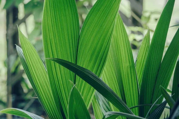 arka plan genç Hindistan cevizi hurma yaprakları