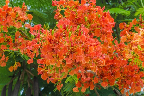 オレンジ色のホウオウボクの花、炎ツリー — ストック写真