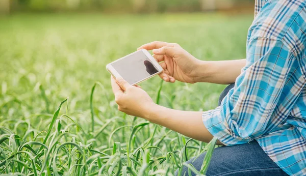 Agriculteur utilisant la technologie du téléphone portable pour inspecter l'ail dans le jardin agricole . — Photo