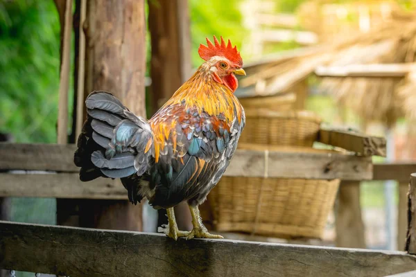 ufak tefek tavuk, güzel renkli horoz portresi