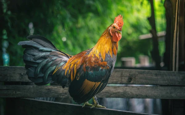 Ufak tefek tavuk, güzel renkli horoz portresi — Stok fotoğraf