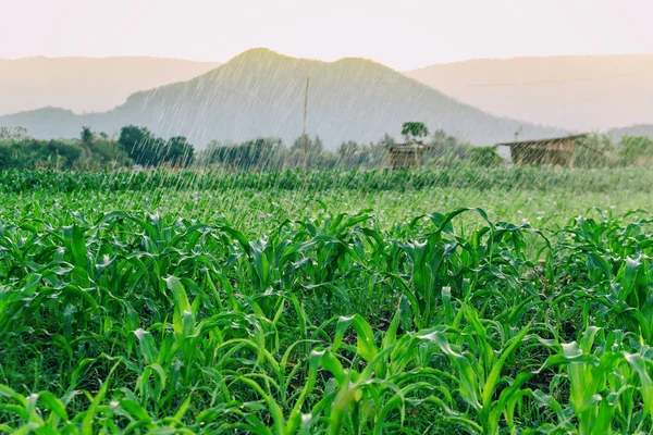 Fermer arrosage champ de maïs dans le jardin agricole par source d'eau — Photo