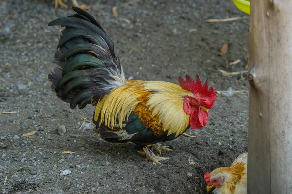 矮脚鸡，美丽多彩公鸡的肖像 — 图库照片