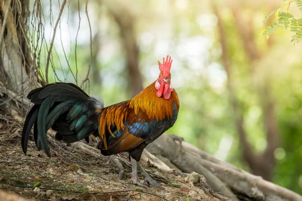 ufak tefek tavuk, güzel renkli horoz portresi