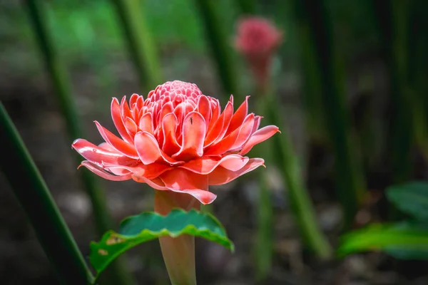 Rózsaszín virág elemlámpa gyömbér ellen buja trópusi növekedés. — Stock Fotó