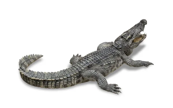 Närbild av sötvatten krokodil på golvet cement — Stockfoto
