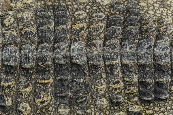 Krokodilhaut Textur Hintergrund. — Stockfoto