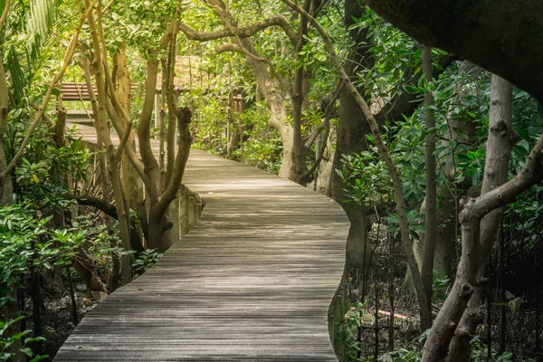 Mangrov orman ormanda Bridge'de ile ahşap zemin.