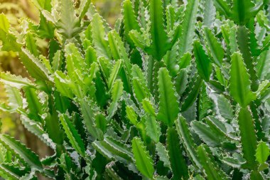 Yeşil Malaya spurge ağaç keskin dikenler kadar kapatın