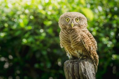 Sabahları güdük üzerinde yakalı owlet (Glaucidium brodiei) duran