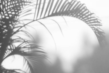 Beyaz duvardaki gölge palmiye yapraklarının soyut arkaplanı. 