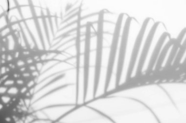 Beyaz duvardaki gölge palmiye yapraklarının soyut arkaplanı. 