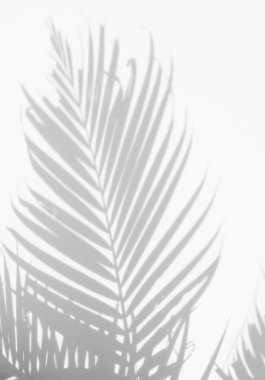 Beyaz duvardaki gölge palmiye yapraklarının soyut arkaplanı.