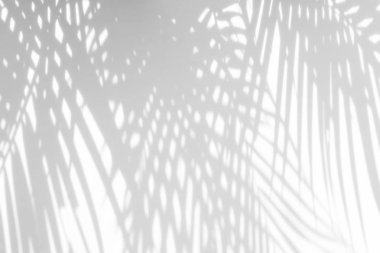 Beyaz duvardaki gölge palmiye yapraklarının soyut arkaplanı. 