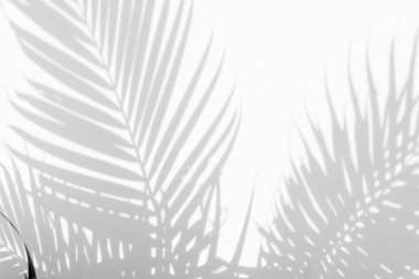 Beyaz duvardaki gölge palmiye yapraklarının soyut arkaplanı. 