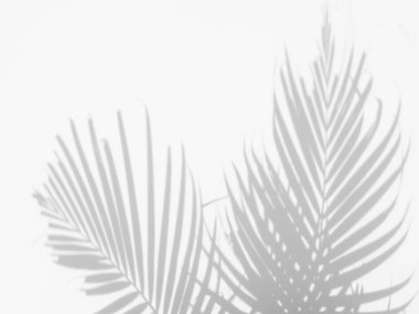 Beyaz duvardaki gölge palmiye yapraklarının soyut arkaplanı. 