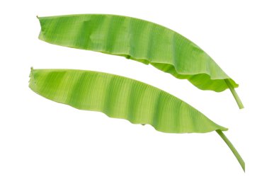 Beyaz arka plan üzerinde izole iki muz yaprak
