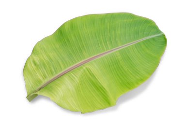 Beyaz arkaplanda muz yaprağı izole