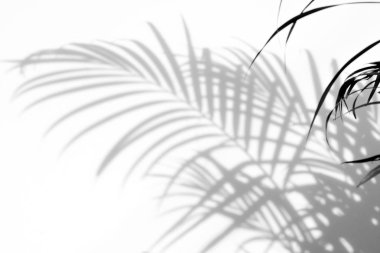 Beyaz duvardaki gölge palmiye yapraklarının soyut arkaplanı.