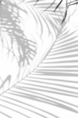 Beyaz duvardaki gölge palmiye yapraklarının soyut arkaplanı.