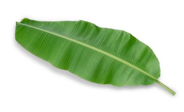Beyaz arkaplanda muz yaprağı izole