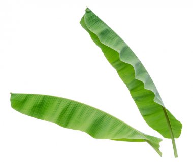 Beyaz arka plan üzerinde izole iki muz yaprak
