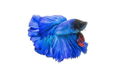 Dövüş balık beyaz arka plan üzerinde izole kırmızı mavi.