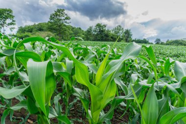 Tarım bahçesindeki yeşil mısır tarlası