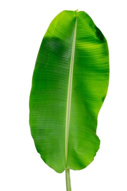 Beyaz arkaplanda muz yaprağı izole