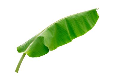 Beyaz arkaplanda muz yaprağı izole