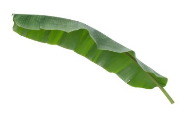 Beyaz arkaplanda muz yaprağı izole