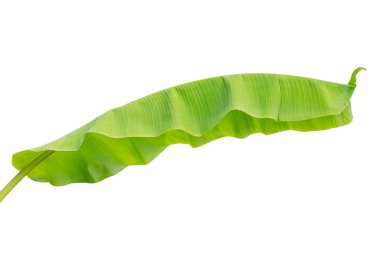 Beyaz arkaplanda muz yaprağı izole