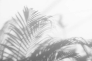 Beyaz duvardaki gölge palmiye yapraklarının soyut arkaplanı. 